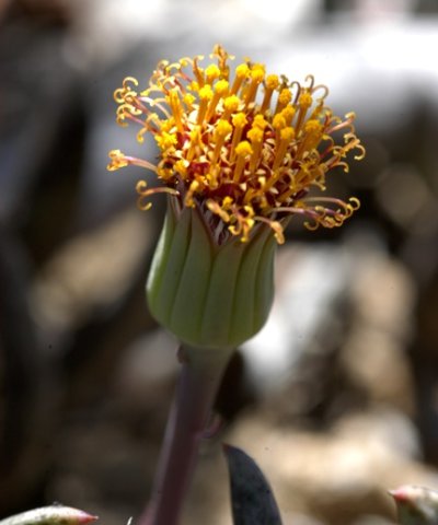 Curio acaulis flowerhead