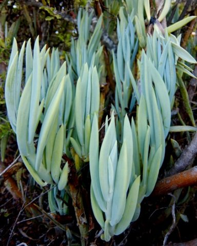 Curio ficoides 