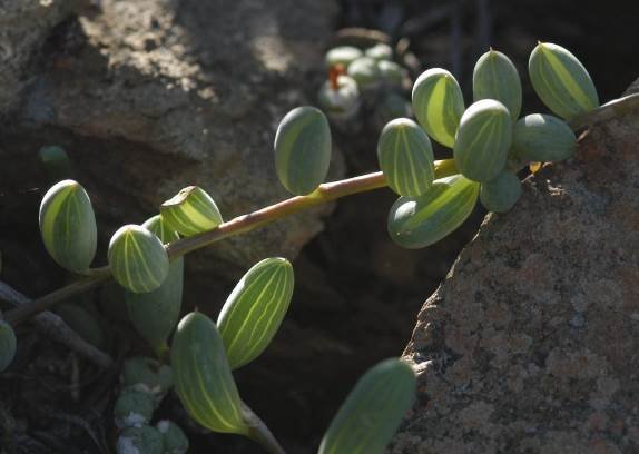Curio radicans side windows