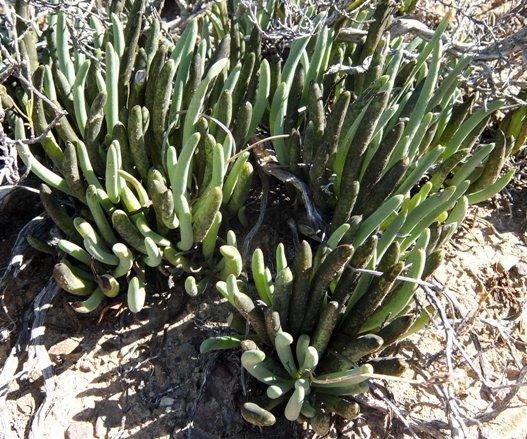Curio acaulis