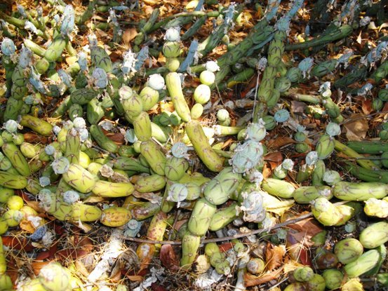 Curio articulatus in summer without leaves