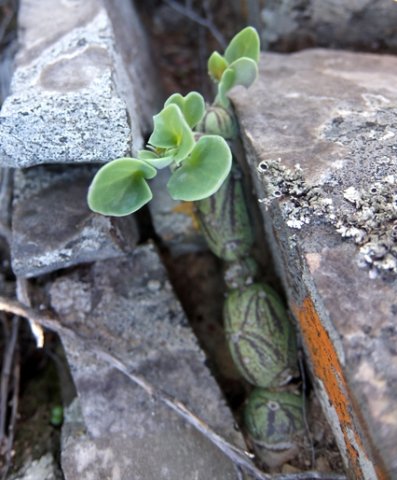 Curio articulatus