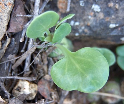 Curio articulatus young leaves