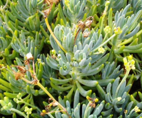 Curio crassulifolius