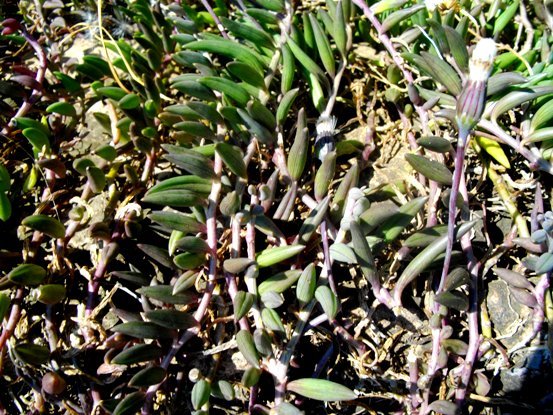 Curio radicans leaf curvature