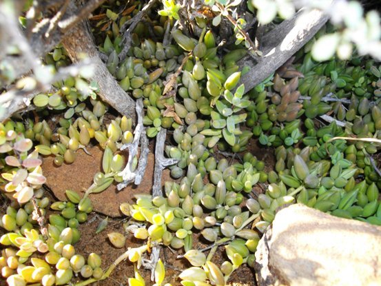 Curio radicans