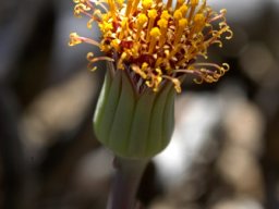 Curio acaulis flowerhead