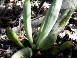 Curio acaulis leaves