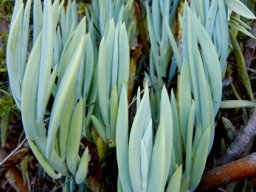 Curio ficoides 