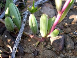 Curio radicans stems rooting