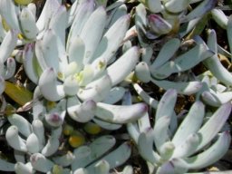 Curio repens