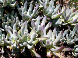 Curio repens leaves