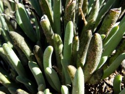 Curio acaulis leaves lichened black