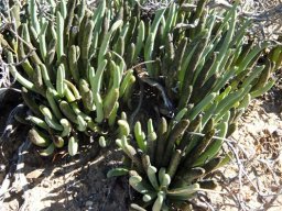 Curio acaulis