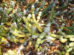Curio articulatus in summer without leaves