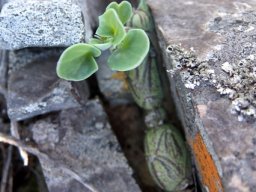 Curio articulatus