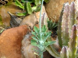 Curio articulatus developing inflorescence