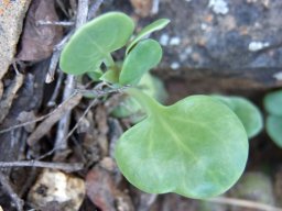 Curio articulatus young leaves