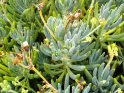 Curio crassulifolius