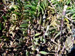 Curio radicans leaf curvature