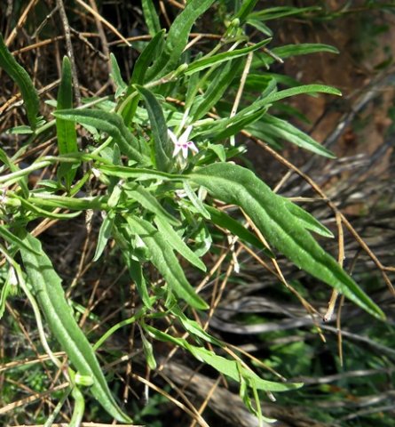 Cyphia crenata leaves
