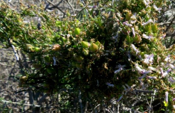 Cyphia crenata