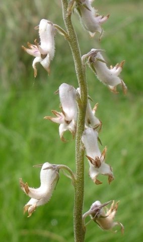 Cyphia longifolia flowers
