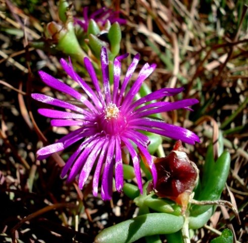 Delosperma basuticum