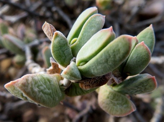Delosperma calitzdorpense leaves of all ages