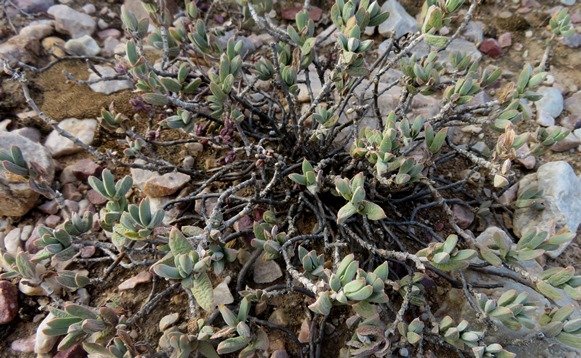 Delosperma calitzdorpense