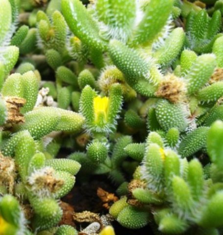 Delosperma echinatum