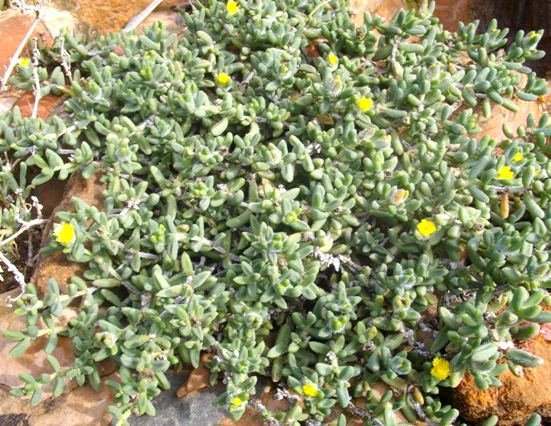 Delosperma echinatum