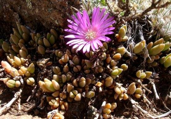Delosperma lavisiae