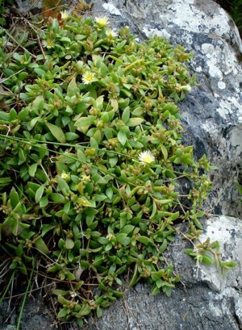 Delosperma lebomboense