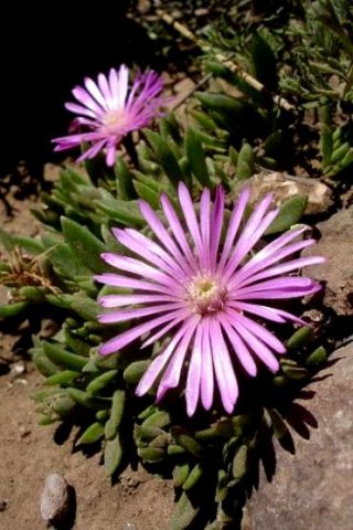 Delosperma