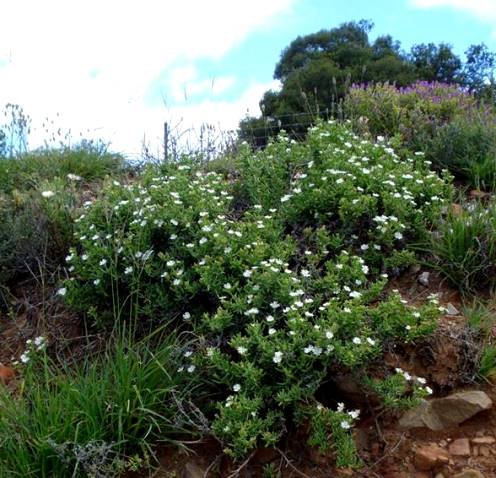 Delosperma peersii