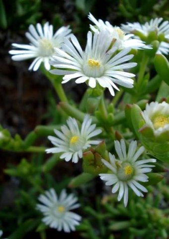 Delosperma peersii flowers