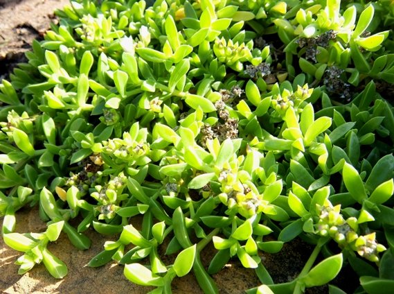 Delosperma saxicola 