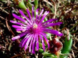 Delosperma