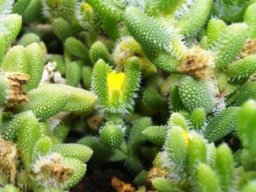 Delosperma echinatum
