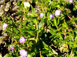 Delosperma ecklonis