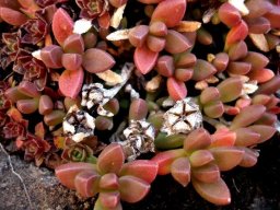 Delosperma lavisiae seen in Lesotho