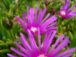 Delosperma lydenburgense flowers