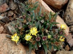 Delosperma leendertziae flowers and fruits