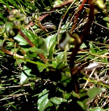 Diascia anastrepta leaves