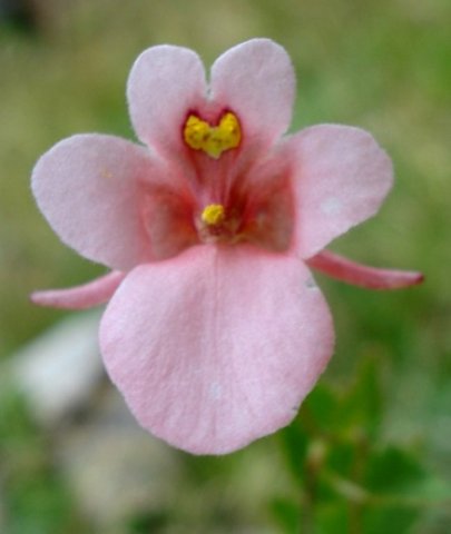 Diascia cordata