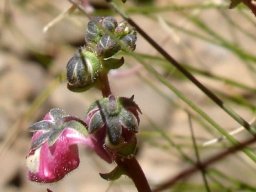 Diascia anastrepta buds