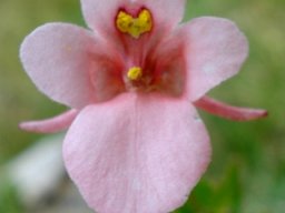 Diascia cordata