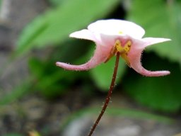 Diascia cordata flower from the side