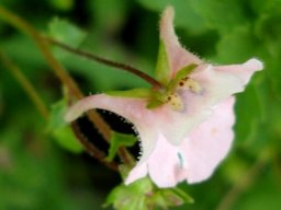 Diascia cordata flower from yet another angle